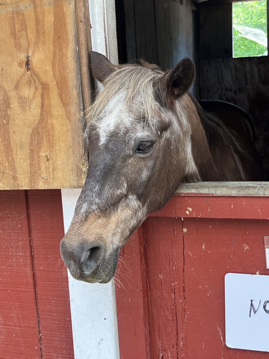 DGLebowitz's tweet photo. Scenes from Sunrise Stables. https://t.co/zwzKHYwy2U