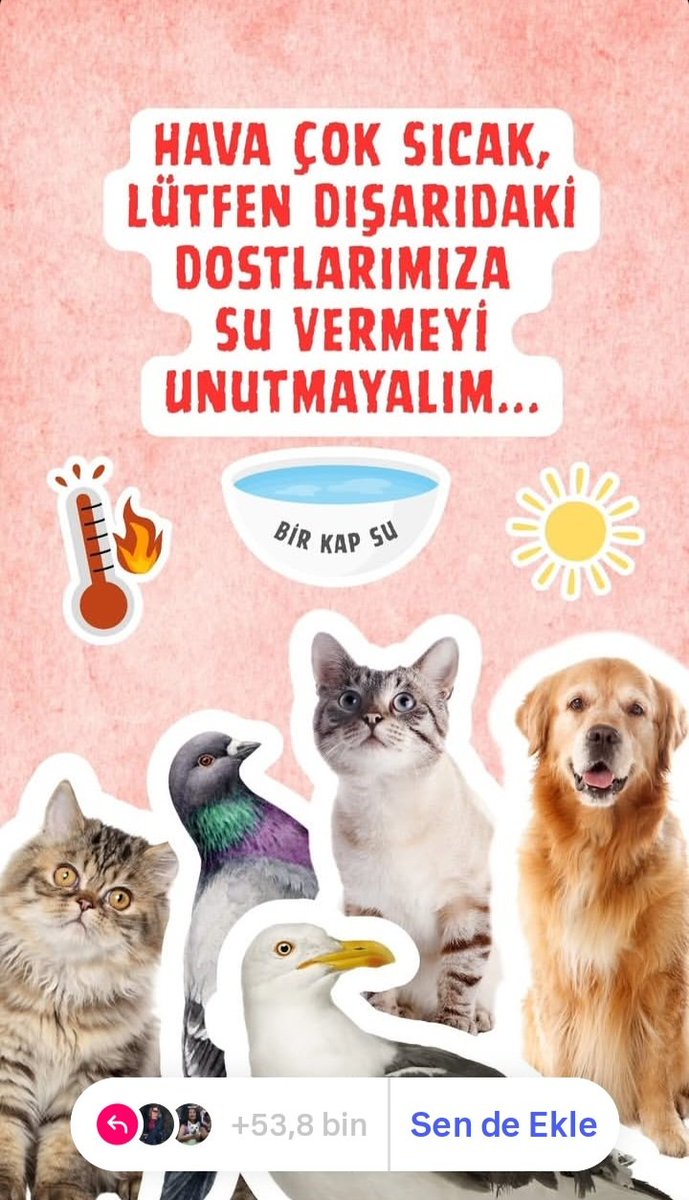 barisvegan's tweet photo. HAYVANLAR SUSUZ KALMASIN🚨 Köpekler, kediler,kuşlar özetle tüm hayvanlar için gölgelik, ayak altı olmayan yerlere temiz su kaplarında bol su ve mama bırakın lütfen.  İyilerin sayılarını arttırmamız gerekiyor.   Hayvan düşmanları iyilerden daha fazla çalışıyor!  Harekete geçin! https://t.co/12uChzqF6R
