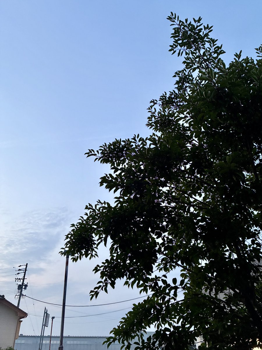 yoho84578's tweet photo. 6月30日(火)☁️☀️
おはようございます🥱

麦わらの帽子の君が
揺れたマリーゴールドに似てる
あれは空がまだ青い夏のこと
懐かしいと笑えたあの日の恋
もう離れないでと
泣きそうな目で見つめる君を
雲のような優しさでそっとぎゅっと
抱きしめて...離さない🎶

#いまそら 
#TLをお花でいっぱいにしよう https://t.co/hZ0Thbcx9H
