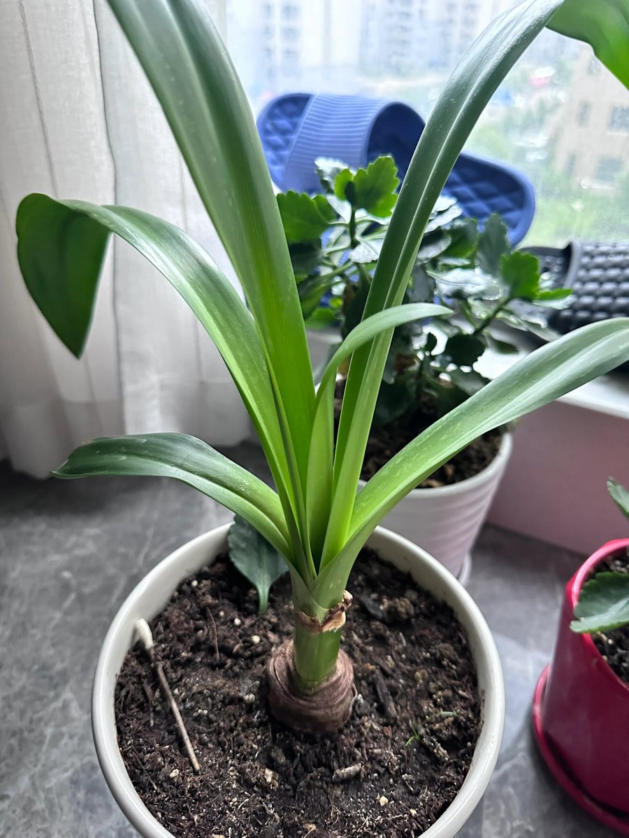 omwSusan's tweet photo. Spider plants thrive in bright, indirect light and just need watering when their top 2cm of soil is dry! They purify air too https://t.co/JaCgIO0Ttq