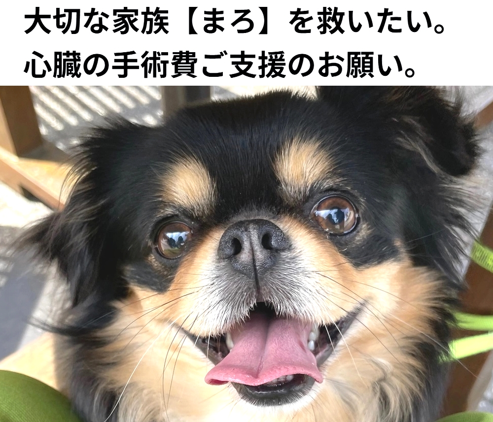 shu_ota2's tweet photo. 🆘#拡散希望🆘
まろ ちゃん の 心臓の手術費 のクラウドファンディングへの御協力お願いします🙇‍♂️
↓
https://t.co/0lQlu7xLDI

残り5日で、達成率49%(残り66万円)と、非常に厳しい状況です！
達成率が100%に達しないと支援金を受取る事が出来ません。

ご支援お願い致します🙇‍♂️ https://t.co/WdEMZjAAoL