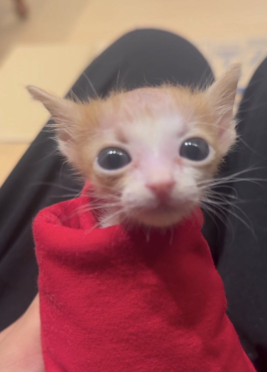 lyzukubby's tweet photo. baby #catsuki ! i will NOT elaborate ! https://t.co/rS02k6oGxm
