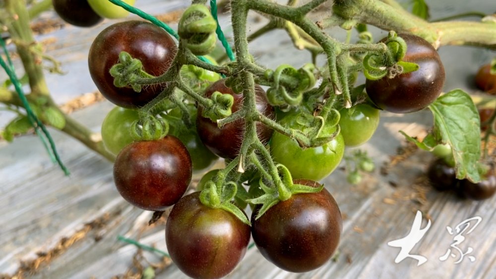msutton10's tweet photo. Just tried the new organic cherry tomatoes! Sweet, juicy, zero weird aftertaste—perfect for salads or snacking.  Highly recommend grabbing a pack!， https://t.co/ALi6Bb7GQb