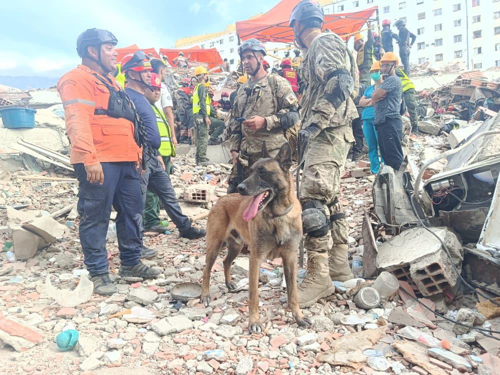 FAArgentinas's tweet photo. Bart, el héroe de cuatro patas de la Armada Argentina que colaboró en el hallazgo con vida de dos menores atrapados entre los escombros en Venezuela. 🇦🇷🫂🇻🇪

Junto a su guía, el agente civil Cristian Giroti, de la Agrupación Perros de Guerra de la Armada Argentina, fue convocado de urgencia por personal de Protección Civil de Venezuela a una estructura colapsada donde se había confirmado la presencia de personas con vida.

Bart ingresó por un túnel abierto entre los escombros y realizó una marcación positiva, permitiendo orientar la búsqueda y las tareas de excavación hacia el lugar correcto.

La intervención del binomio argentino fue fundamental para hacer posible el rescate de los dos menores y fue reconocida por las autoridades venezolanas presentes en el lugar. Una acción que llena de orgullo y refleja el compromiso de nuestras Fuerzas Armadas con la misión más importante de todas: salvar vidas.

Fuente: Mindef.

@JMilei 
@Armada_Arg 
@Ejercito_Arg 
@FuerzaAerea_Arg 
@TGCarlosPresti 
@MinDefensa_Ar 
@Cancilleria_Ar 
@pabloquirno 
@AdrianRavier