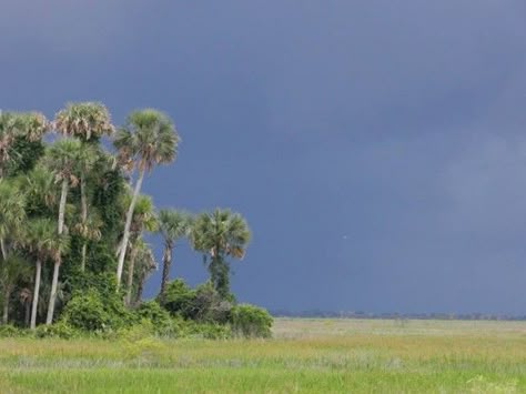 sjgiardini's tweet photo. hammock of cabbage palms in the kissimmee prairie preserve state park as a typical florida afternoon storm approaches... https://t.co/IC0RZ2Lmx0