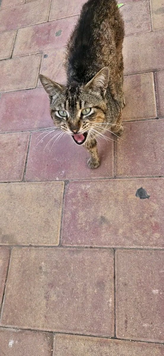 john_doe1237's tweet photo. Lorca, Murcia, España Se le ha llevado a revisión veterinaria, tiene hongos, mañana sale de la clínica y si no sale acogida tendrá q volver a la calle.
Si puedes ayudarle escribe al 644196446, necesita una casa para tratarse y después se pondrá en adopción https://t.co/ArTb3kJWd0