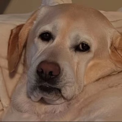 jay03034638's tweet photo. @Alkas22_ @DFB_Team Er hat im letzten Spiel getroffen, du Affe – ich fresse deinen Hund. https://t.co/YhGBahMts7