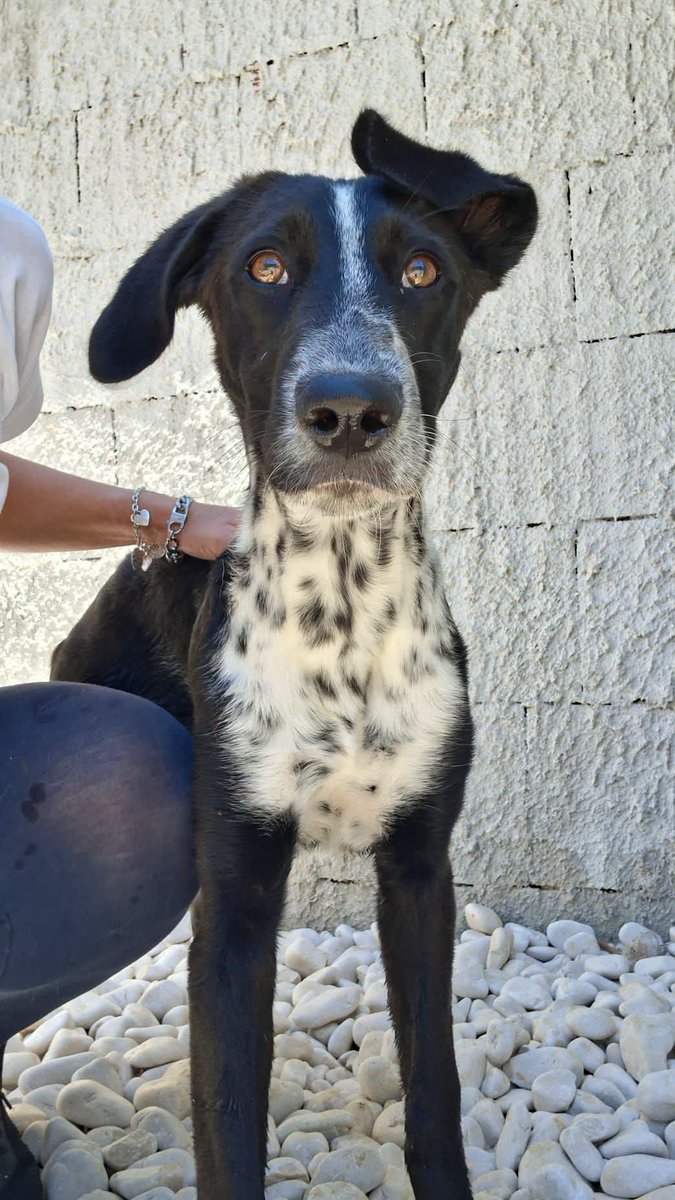 tiziana_55's tweet photo. Carini(Pa)*BEA HA 7 MESI E STA PERDERE TUTTO 💔sua sorella adottata,resta sola lei. Bea è dolcissima,Va d’accordo col mondo intero,tenera

*Bea non deve restare sola.* 
Non adesso. Non così giovane.

📲 Per Bea: 351 422 4320 
📍 Canile Sanitario di Carini https://t.co/8btC9PZRxY
