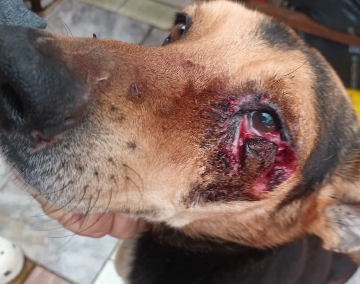 OMFA_Refugio's tweet photo. Mañana tenemos que llevar a operar a Salvador y a Pity pero no juntamos lo necesario para poder operar a ambos. Lamentablemente sin ayuda es imposible y si no podemos juntar el dinero vamos a tener que elegir a quien de ellos operar y el otro va a tener que esperar 😞 https://t.co/IAIDTK8NuG
