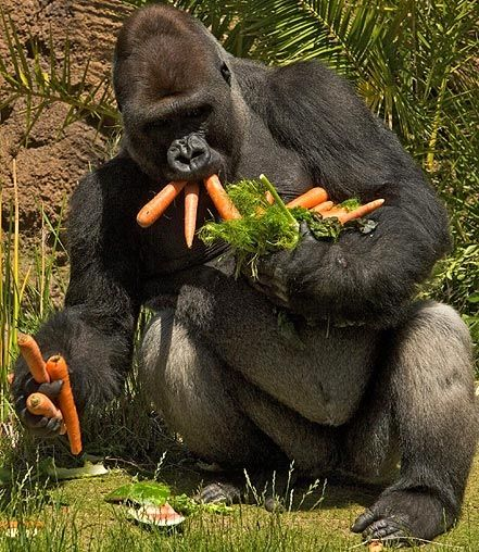 gibbontime's tweet photo. fave genre of ape images is Greed https://t.co/JE7rwd6dof