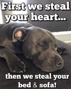 forbetterfordog's tweet photo. https://t.co/2YZEoTn20f