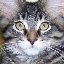 shycatbot's tweet photo. cat_15857.png https://t.co/v5BDDzQWoS