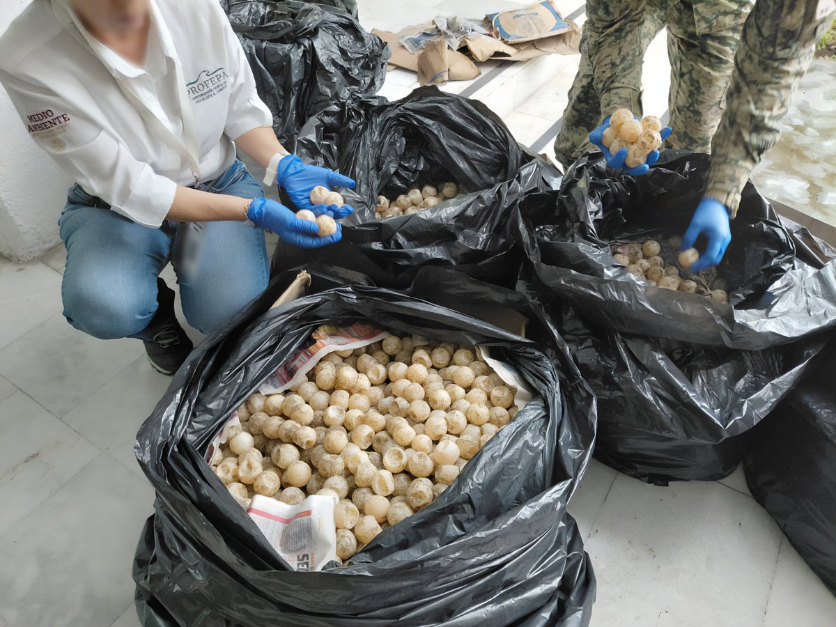 nacholozano's tweet photo. Detuvieron en #Colima a una persona que transportaba 11 mil 175 huevos de #tortuga marina golfina. Un retén de la #Sedena en el municipio de #Estapilla dio aviso a las autoridades tras encontrar a los ejemplares en cinco cajas de cartón y tres costales, provenientes de Michoacán.

Para tratar de minimizar el daño, se recomendó la siembra de los #huevos; pero ante el desconocimiento del tiempo que llevaban fuera del nido y la forma en que fueron transportados, es incierta la viabilidad de que puedan eclosionar. El responsable fue puesto a disposición de la #FGR por delitos contra la biodiversidad.
