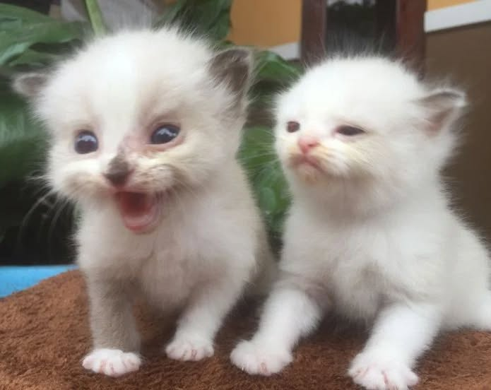 PunchingCat's tweet photo. https://t.co/Jum82xSdxU