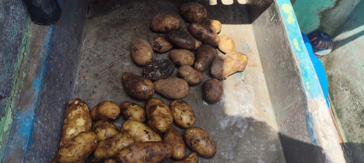 mpialfa's tweet photo. @oscardomsv Vengo comentando pero no si se está tomando de cuenta las observaciones, para el caso de la agro de Quetzaltepeque no se está brindando buena atención a los ciudadanos los acarrean como que fueran animales para que realicen las compras y se observa favoritismo a terceros, además https://t.co/Nb7n4XL4KX