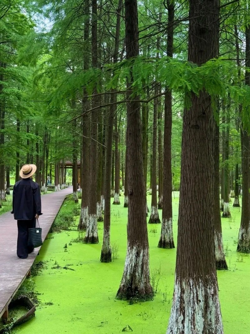 haijunlihjl's tweet photo. Escape the hustle of downtown in this water fir wetland park, where green algae blankets the water and quiet boardwalks wind through the woods.
躲进城市水杉湿地逃离喧嚣,浮萍覆满水面,木栈道穿行林间,满目治愈绿意。
#CityEscape #WetlandEcology #NaturalBeauty https://t.co/5cG6rbm861