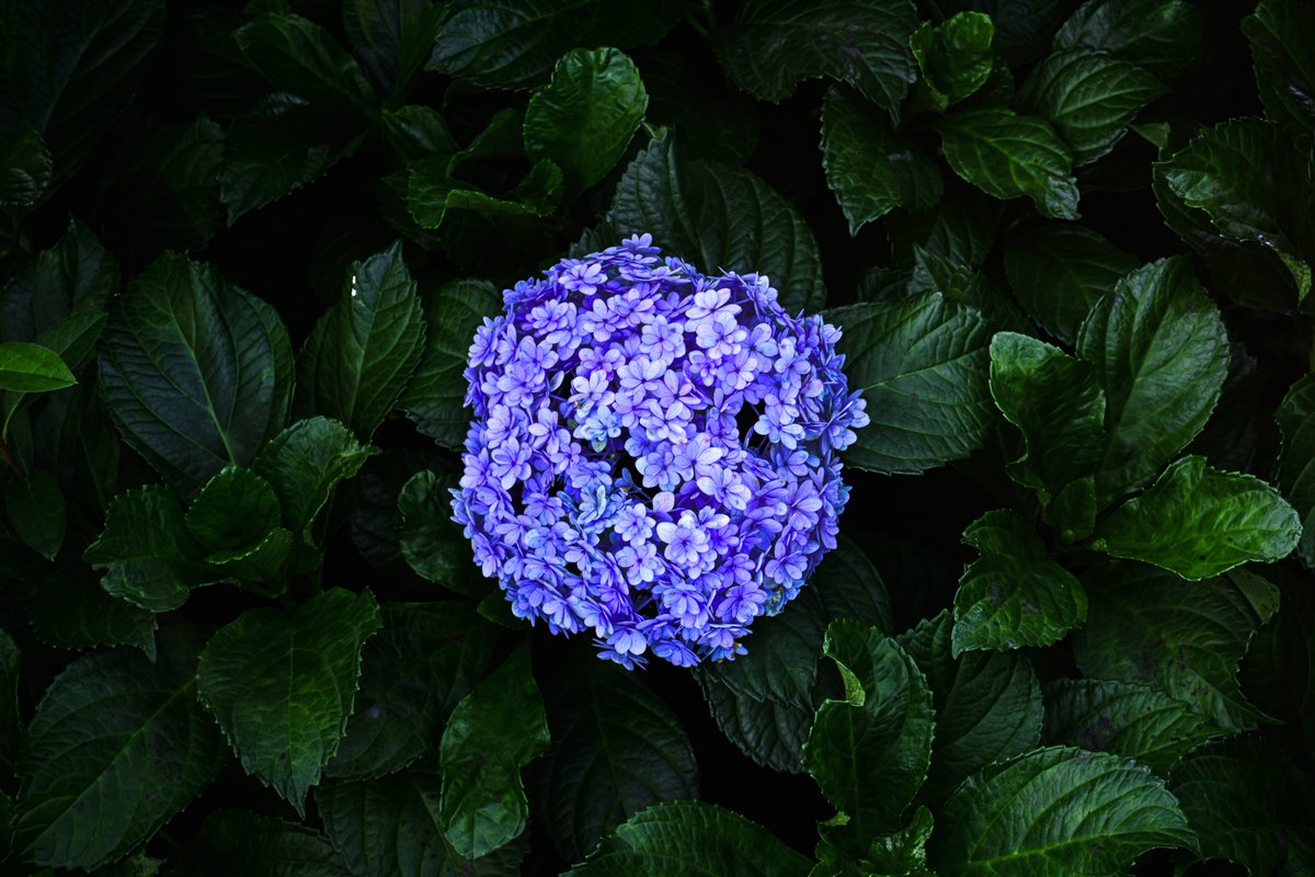 _F_AQ's tweet photo. 紫陽花撮ってきた https://t.co/R55Dh9rOkA
