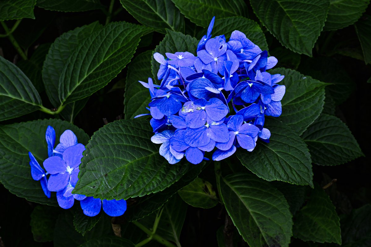 _F_AQ's tweet photo. 紫陽花撮ってきた https://t.co/R55Dh9rOkA