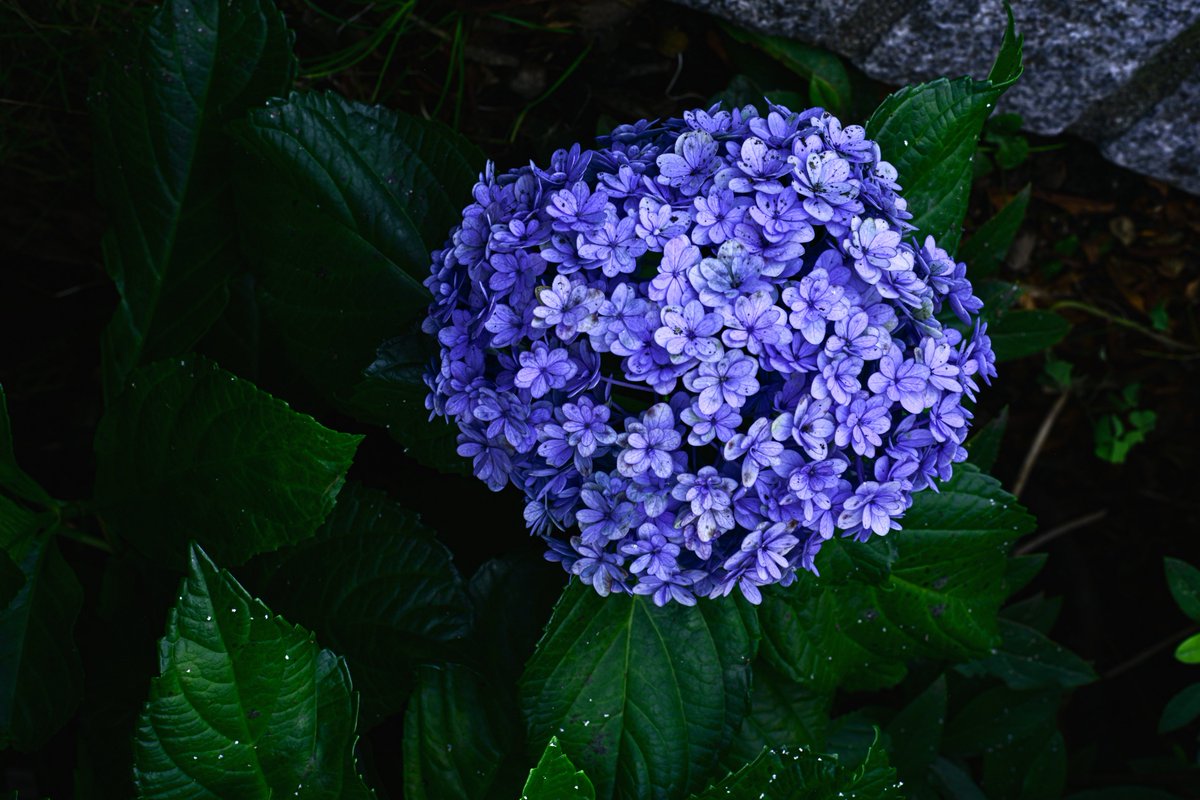 _F_AQ's tweet photo. 紫陽花撮ってきた https://t.co/R55Dh9rOkA