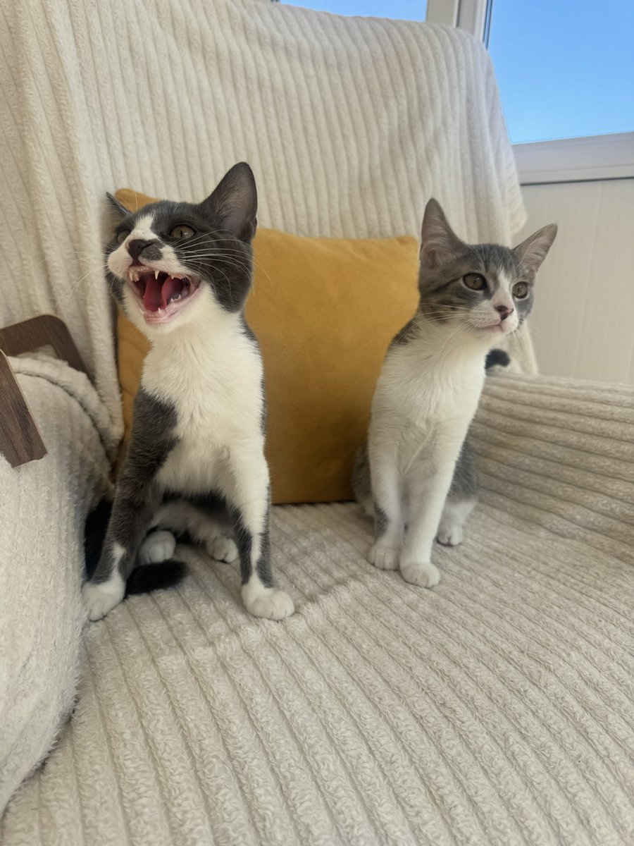 cattingwoman's tweet photo. uzun zamandır hiçbi kediye bu kadar üzülmemiştim. 
şu gördüğünüz örtünün altından çıkmıyorlar korkudan. 
bırakacaksanız neden sahipleniyorsunuz ki… 
mucize mi olması lazım ikisine yuva bulmamız için?
yer : istanbul https://t.co/TfbkpebXkK