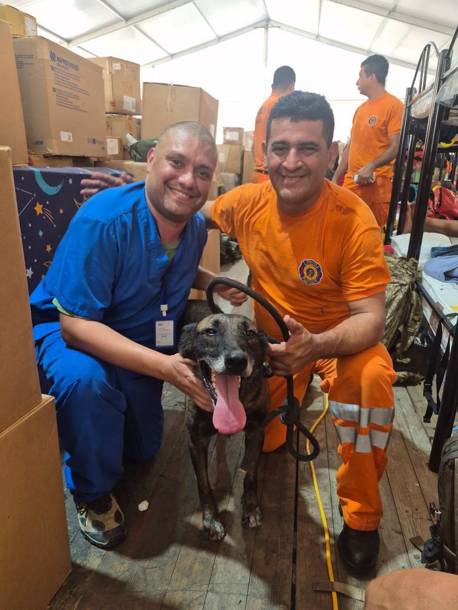 chivopets's tweet photo. ¡Listo para seguir salvando vidas! 🇸🇻🇻🇪🐾

Antes de regresar a las labores de búsqueda, Rambo recibió una valoración médica por parte de nuestro equipo veterinario, asegurando que se encuentre en óptimas condiciones para continuar apoyando a la misión humanitaria en Venezuela. 🤝🐕