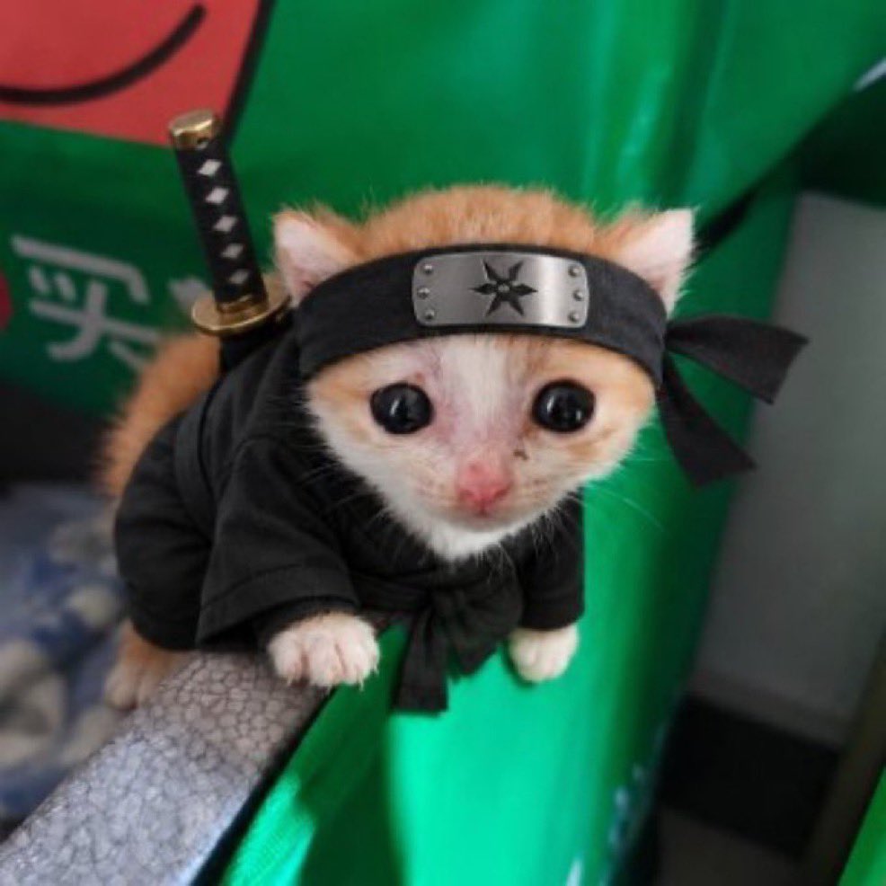 TaylorHawkowitz's tweet photo. I know an animal runner when I see one, and I think $Potato is headed for millions. 

Owner onboarded, super viral content on IG and a growing community of bag workers. 😸🥔🚀 https://t.co/E0SxYqJ3P1