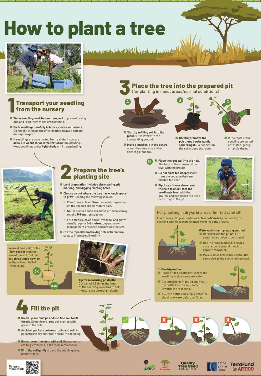 TheLandAlliance's tweet photo. Planting a tree is only the first step. How you plant it matters.

This guide covers site preparation, seedling handling, watering, spacing, and more to help improve tree survival and support successful restoration.

Download:🔗 https://t.co/i5h3gb5Uu7

#QTSeed #LandscapeAlliance https://t.co/KlgQbgjMil