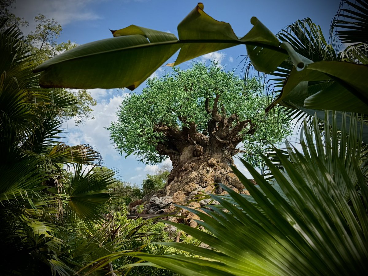ProchazkaJake's tweet photo. The Tree of Life lurking among the foilage in the Wilds of the Animal Kingdom at @WaltDisneyWorld https://t.co/OaXiW4d4pl