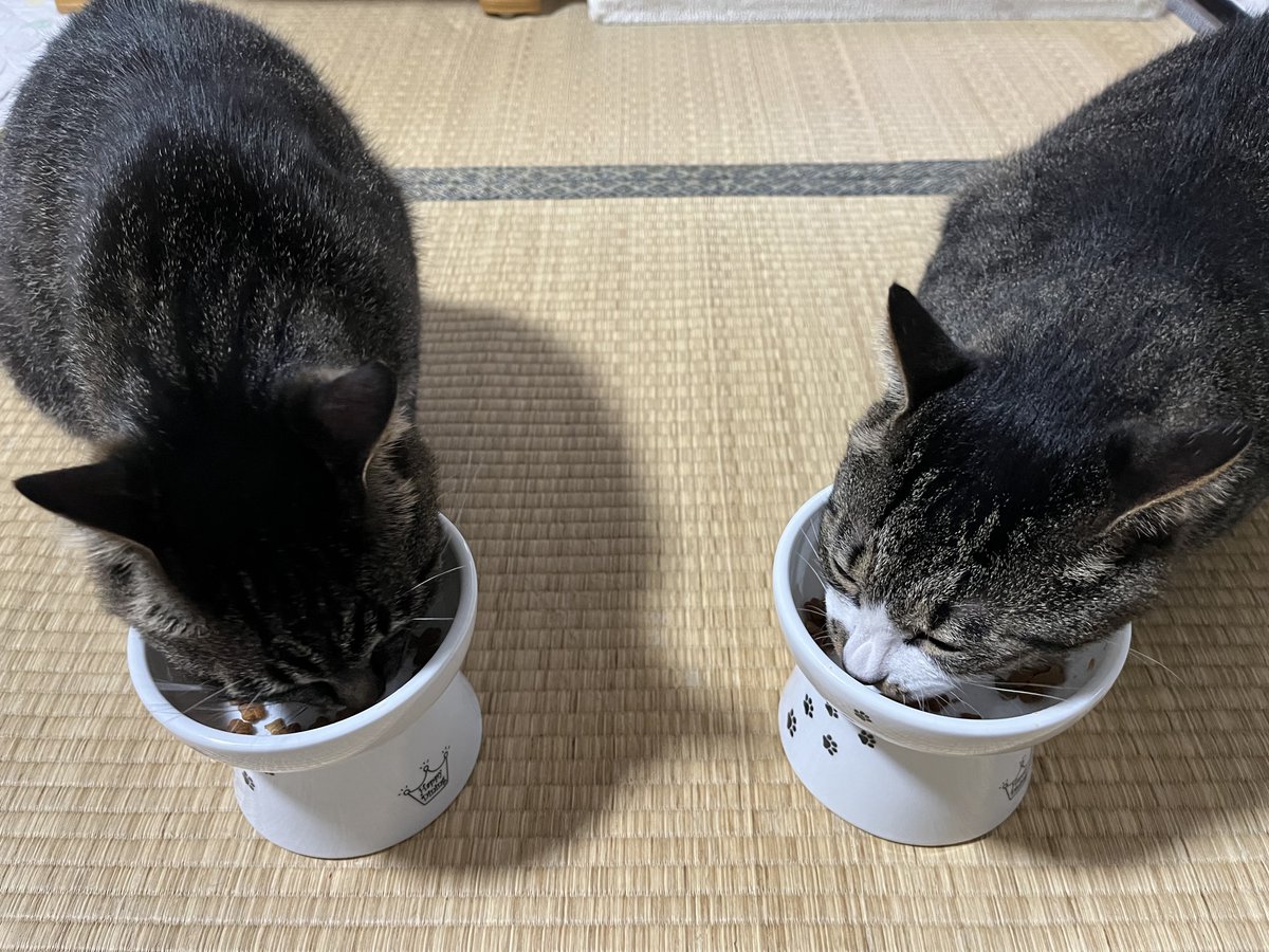yoshi595ss's tweet photo. おなかのすいたにゃんこたちの朝は早い…おはようございます日本惜敗でした😌⚽️🐈🐈
#にゃんこ #うに #とろ https://t.co/X1aAL96qhW