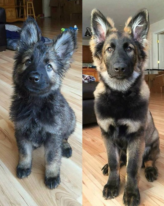 BestinDogs tweet picture
