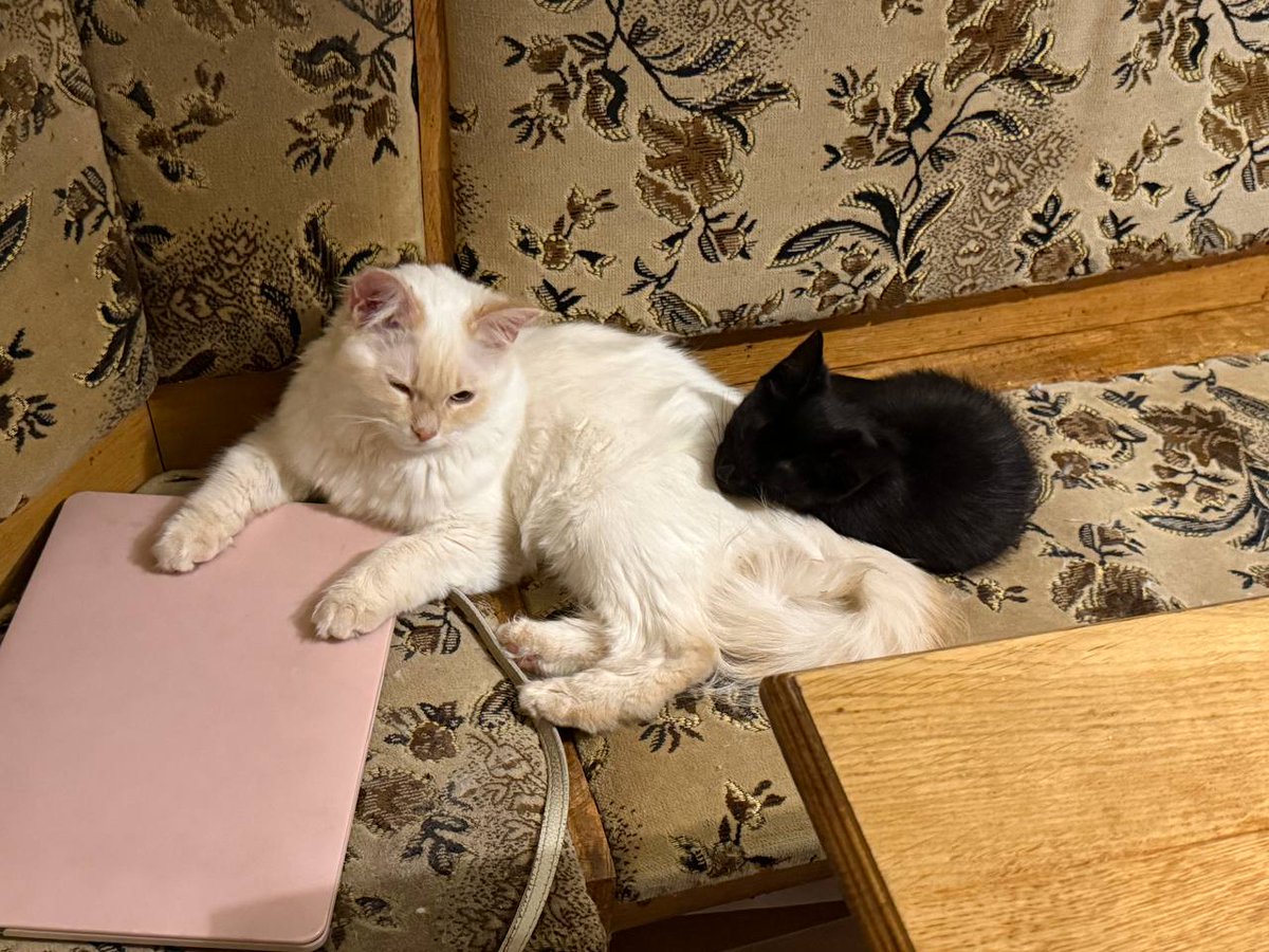 Xenta777's tweet photo. Friends, I urgently need your help🙏
Our black kitten Chip, who was adopted by my niece's friend Katya, is still having tummy problems
Katya is taking him to the vet tomorrow, where he'll stay for a while
Katya can barely afford the treatment
Please help me support Katya🙏
I'd help, but I’ve already spent everything I had on our other cats😾