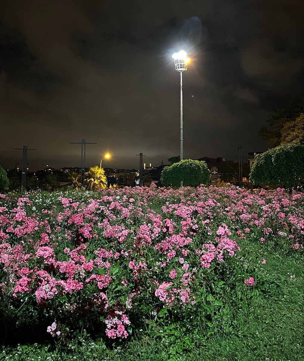godesscupjake's tweet photo. tam benlik etkinlik diycektim bi saattir galeride çiçek fotoğrafı aradım o kadar uzak kalmışız

galerimden 

🍽️yemek 
🐾hayvan 
☁️gökyüzü 
🌸çiçek fotosu 

#SEVEN_WILL_CONNECT 
#SPLENDID_FUTURE_AWAITS_7 https://t.co/AGQJSoCgl1