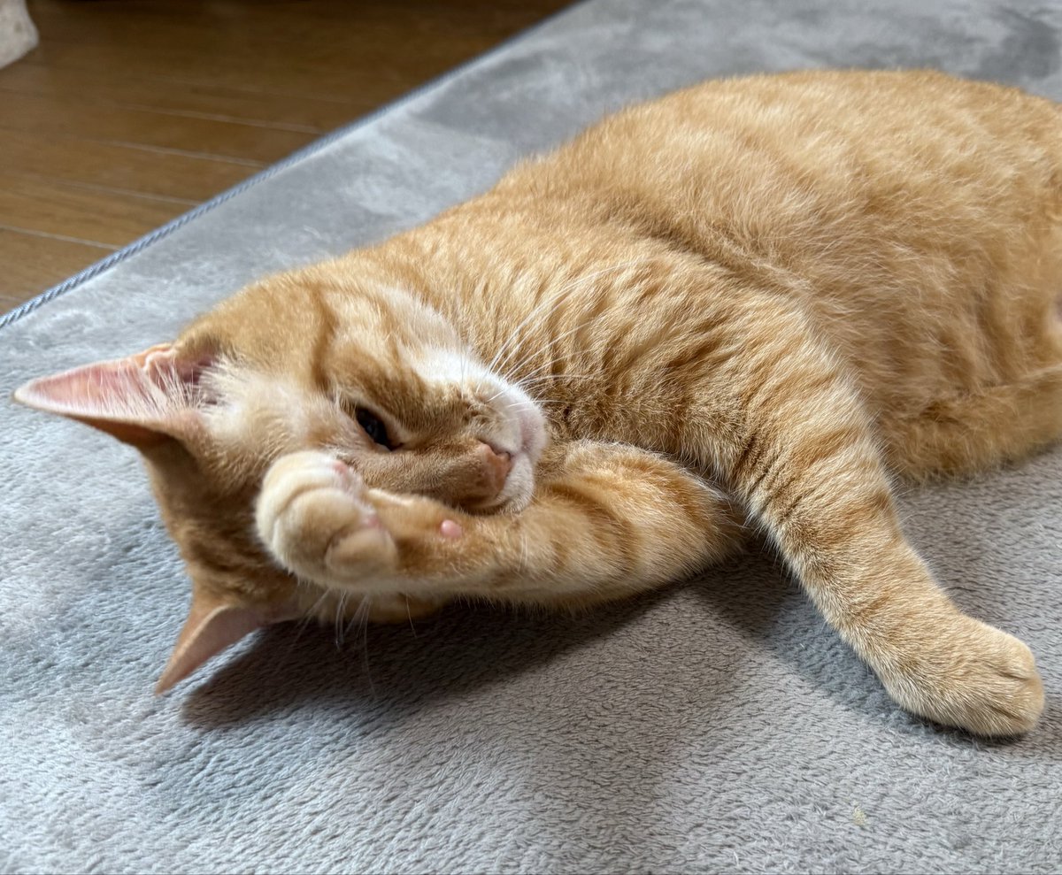 【猫が居る生活】 猫がいる生活
