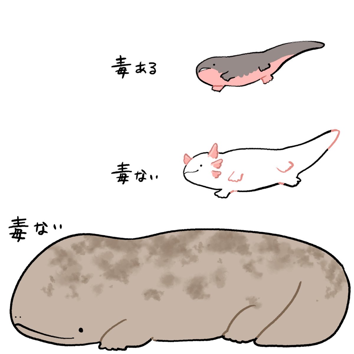 nasuka_gee's tweet photo. 両生類 https://t.co/lWbcuDUTgf