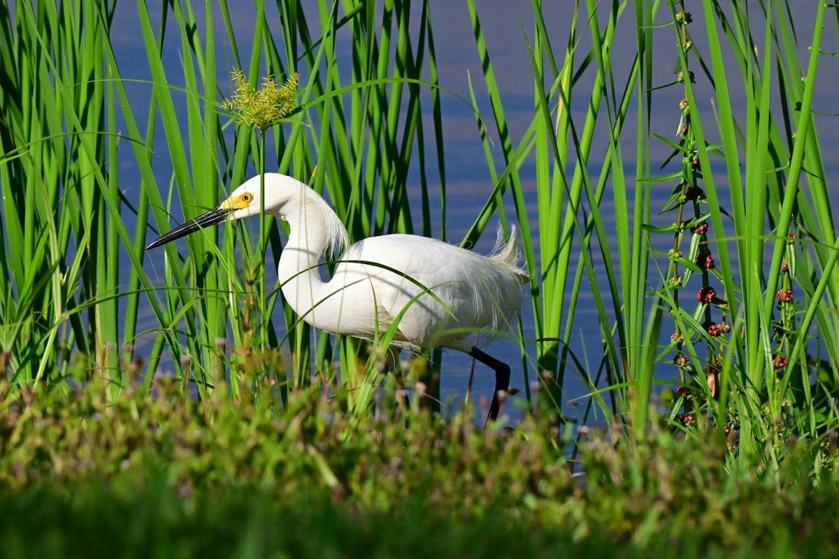 CharlieDAngeloX's tweet photo. Snowy Egret feeding in the tall grass. Nikon Z8. 
Mets Messi SPCX TSLA FIFA Tornado Jikook BTS Lisa  #mundialdefútbol2026 #VenezuelaNoEstáSola Bruno
Billions Fraud Dub Comcast CNBC NYC NJ Miami #HongKong  Tokyo London photooftheday nature beauty https://t.co/EkHIJZcBNR