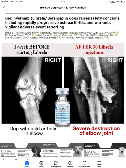 badpetmeds's tweet photo. This is what happens when you let the vet give your dog Librela (or Beransa in Australia/New Zealand).
Or Solensia for your cat (same drug).
Know this before you take your pet to see the vet.
And please share.
#SayNoToLibrela #RecallLibrela https://t.co/fitREinquQ