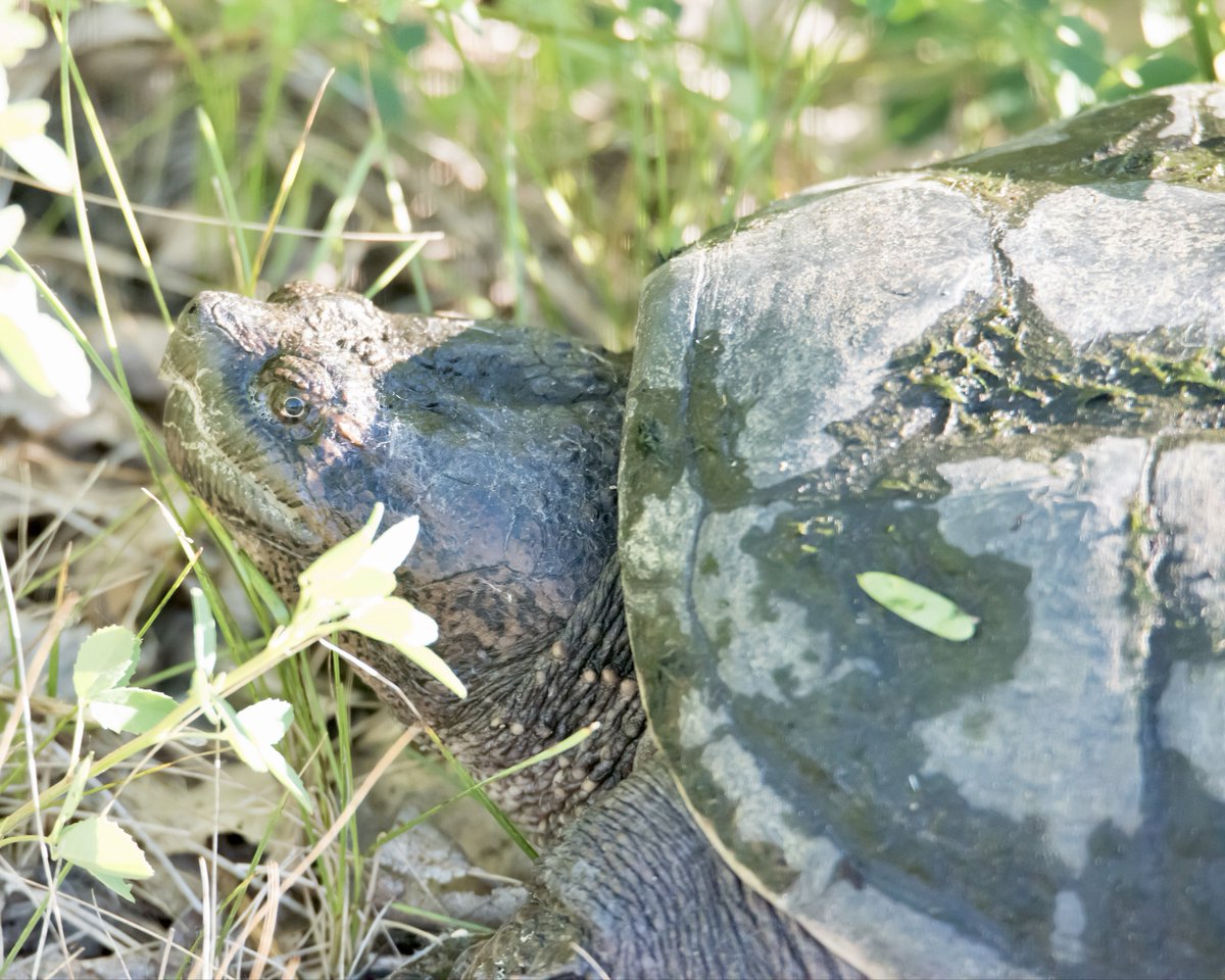 Boesephoto's tweet photo. A really large #SnappingTurtle on the trail.
#TommyThompsonPark #Toronto https://t.co/AdA011ckt8