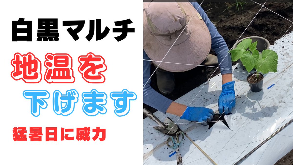 sagami_rinngo's tweet photo. ６月７日に播種したキュウリ苗を白黒マルチに移植しました https://t.co/7QmMnK9IA2 @YouTubeより https://t.co/5vrsC16mf5