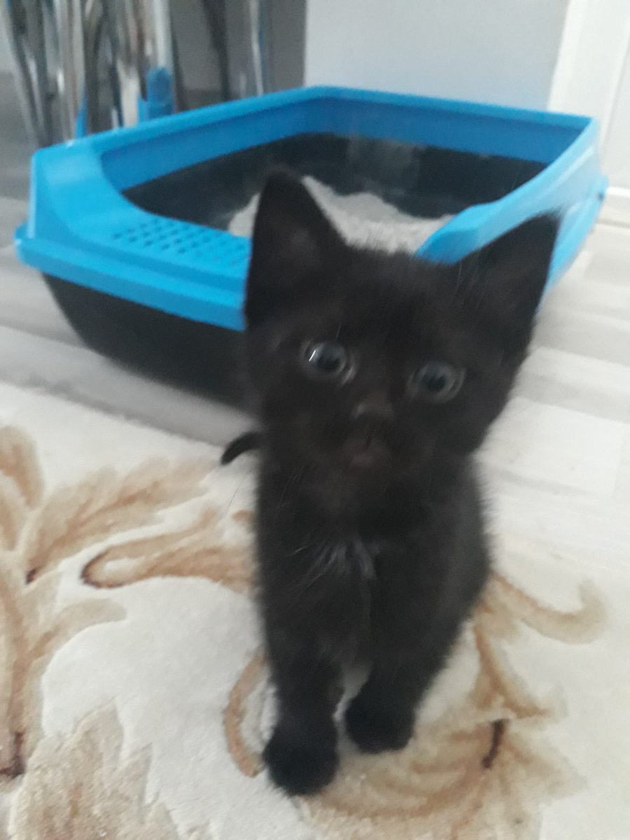 kediyuvailan's tweet photo. #ANKARA 4 BEBEK ACİL YUVA ARIYOR 🚨 

Bizim annemizi bir heves alıp sonra sokağa saldılar ve annem sokakta hamile kaldı bizler dünyaya geldik 5 kardeştik bir kardeşimizi köpek parçaladı diğer kardeşimizi bir amca alıp gitti bizim de sonumuz aynı olmasın diye mukaddes teyzemiz evine aldı annemiz ile beraber. Şimdi onun evinde annemizi emerek büyüyoruz ama evde sekiz tane kedi olduk mukaddes teyze  naylon toplayıp satarak bize mama alıyor ve diğer kedileri bizi dövmesin diye salonunun kapısını acamiyor bir süre daha annemizi emeceğiz, sonra bizleri alırsanız sizlerin sıcak yuvalarina  talibiz.

İletişim: +90 538 946 31 58
