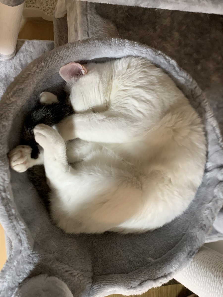 SAKURA_cat1230's tweet photo. ハンモックでアンモニャイト😸
#CatOnX 
#CatLovers 
#保護猫
#猫のいる暮らし
#猫のいる幸せ
#猫好きさんと繋がりたい
#保護猫を家族に
#猫
#cats https://t.co/IL00DV8zjU