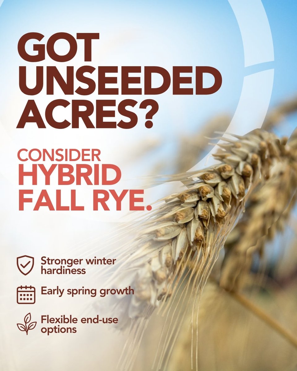 FPGenetics's tweet photo. You can still put those unseeded acres to work for you this fall.

With strong winter hardiness, early spring growth, and flexible end-use opportunities, hybrid fall rye can be a valuable addition to the rotation.

For more on the growing interest in winter cereals across the Prairies, check out this article from The Western Producer.

https://t.co/lGDuvZ9t2V