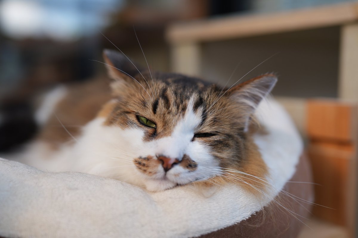sirokun2018's tweet photo. グレくんおはよ～
まだ眠いにゃ〜💤😺 https://t.co/GD0mOs1M2Z