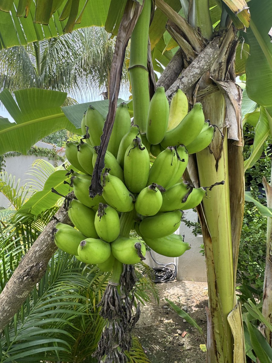 alangaustin's tweet photo. Homegrown hits different.

First banana harvest, with some healthy pups waiting their turn. 🍌 https://t.co/7LtfiEnSlE
