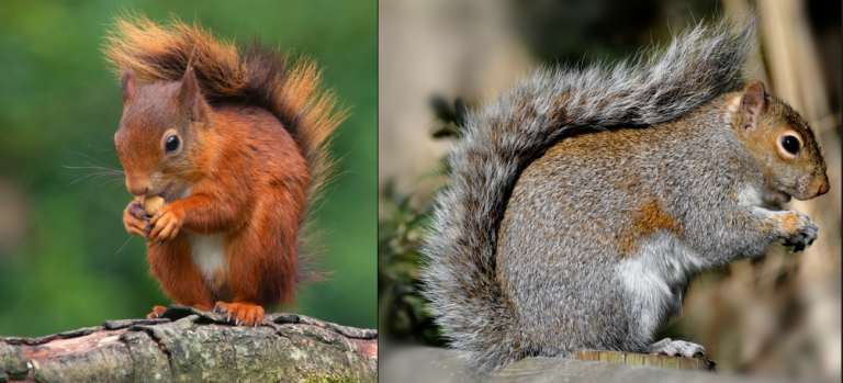 NatureRTE's tweet photo. MGW at 10pm: Squirrel study, auction of Landseer stag masterpiece, and one listener’s worry for her Blackbirds. Plus from 11pm-1am, Derek presents Late Date, marking 70 yrs of @Eurovision with #EuroGuru Paul G. Sheridan!
https://t.co/32iEGlOovA
Photo: Ita Martin, @BioDataCentre https://t.co/uGgZXjQwza