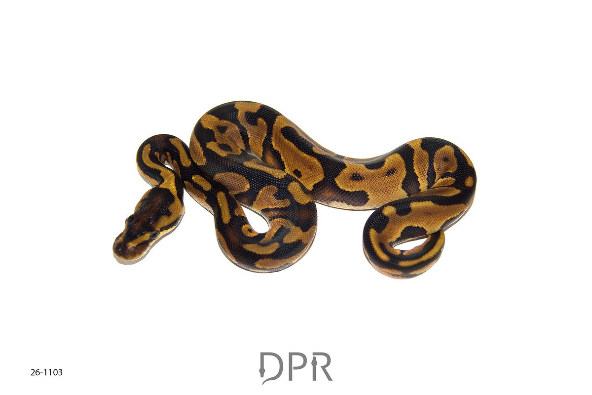 DPRcoldblood's tweet photo. 0.1 - Enchi Leopard Paint Het DG 
Available ✈️ https://t.co/fZxtxEX5UM