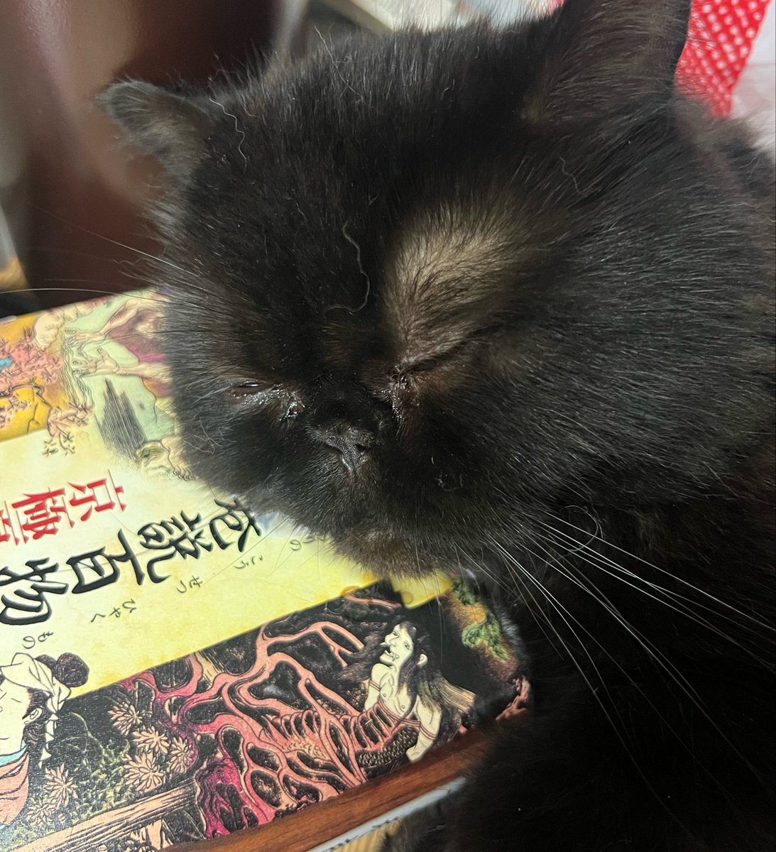 hosekome's tweet photo. ねんね https://t.co/z4x6Zt916w