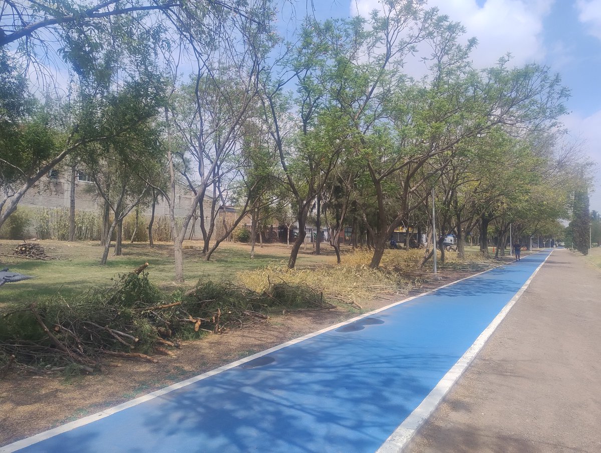 mauriciotiger's tweet photo. @FeriaDeLeon @AleGutierrez_mx @DessireAngelR @urbe_leon @elKafkarrabias @dejame_plantado @poplabmx @arnoldocuellaro Aprovechando la poda, a talar arboles para darle vista a la nueva sede del Registro de la propiedad. @ExploraLeon @FeriaDeLeon @AleGutierrez_mx @DessireAngelR @urbe_leon @dejame_plantado @elKafkarrabias @arnoldocuellaro @poplabmx #León #Explora #ParqueExplora #ExploraLeón https://t.co/wat1qPyGsp