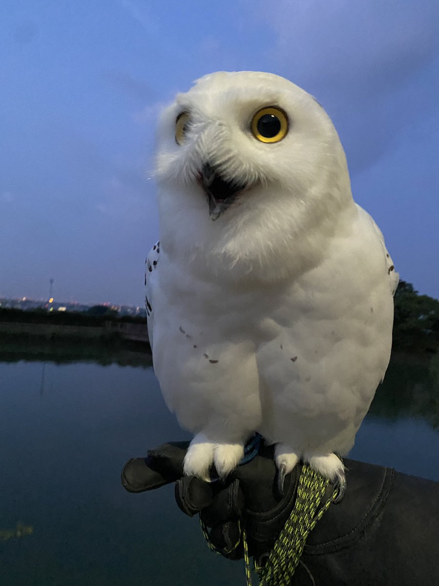 wattan0214's tweet photo. Morning walk 𓅓

朝さんぽ 𓅓

#snowyowl #シロフクロウ #fluffy #floof #birdlovers https://t.co/oB3d62GVzS