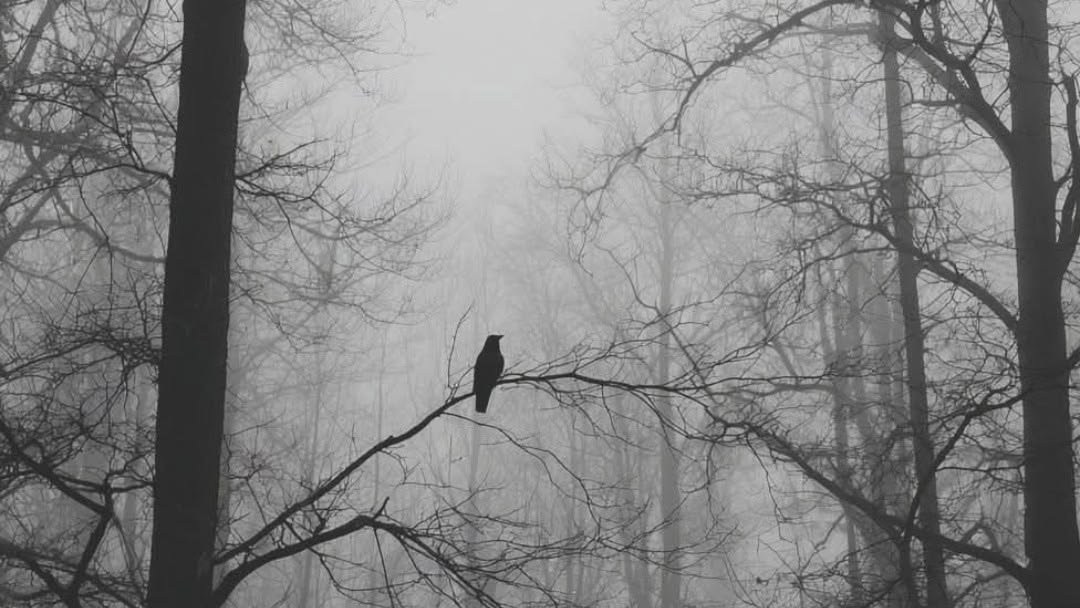 dagodubnos's tweet photo. A birdsong can, for a moment, make the whole world into a sky within us, because we sense that the bird does not distinguish between its heart and the world’s.

Rainer Maria Rilke https://t.co/VbqWPkYggb