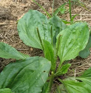 flaartblooger's tweet photo. @allthedogspleaz find a plantain plant. you probably have them in your yard or growing in between sidewalk cement. pick a leaf and chew it. put the 'poltice' on the bite. you will thank me. https://t.co/DFR6UJ2Bs9